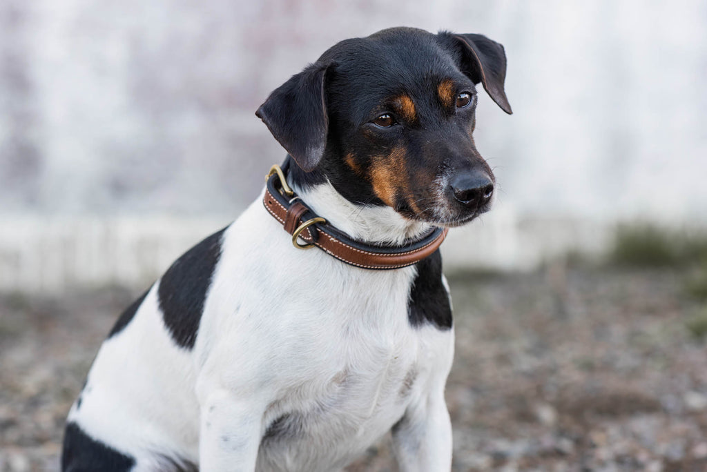 Arezzo Hundhalsband Brun