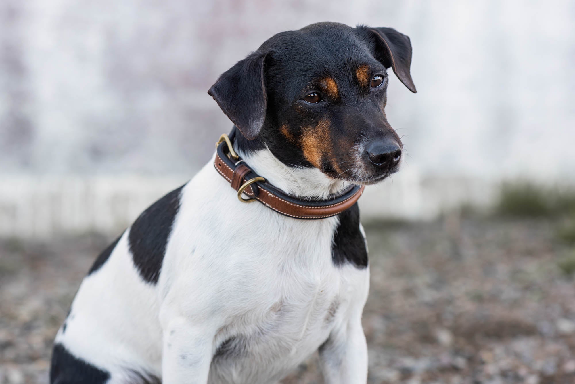 Arezzo Hundhalsband Brun