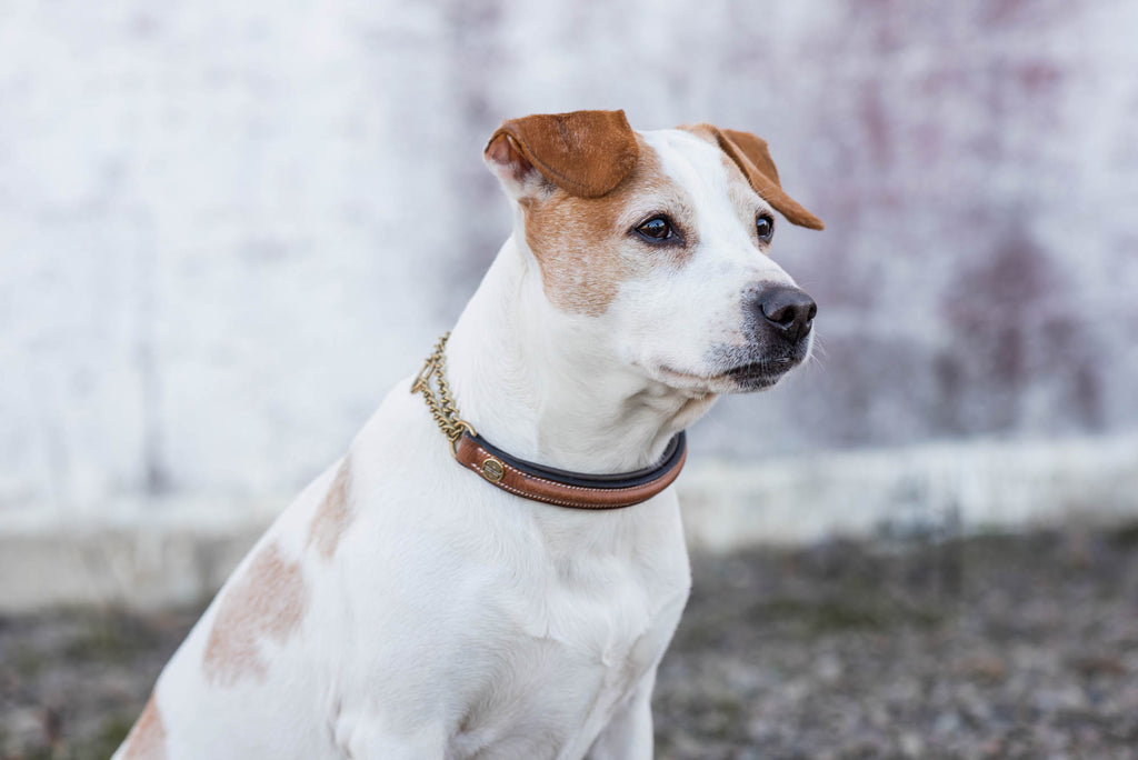 Asti Hundhalsband Halvstryp