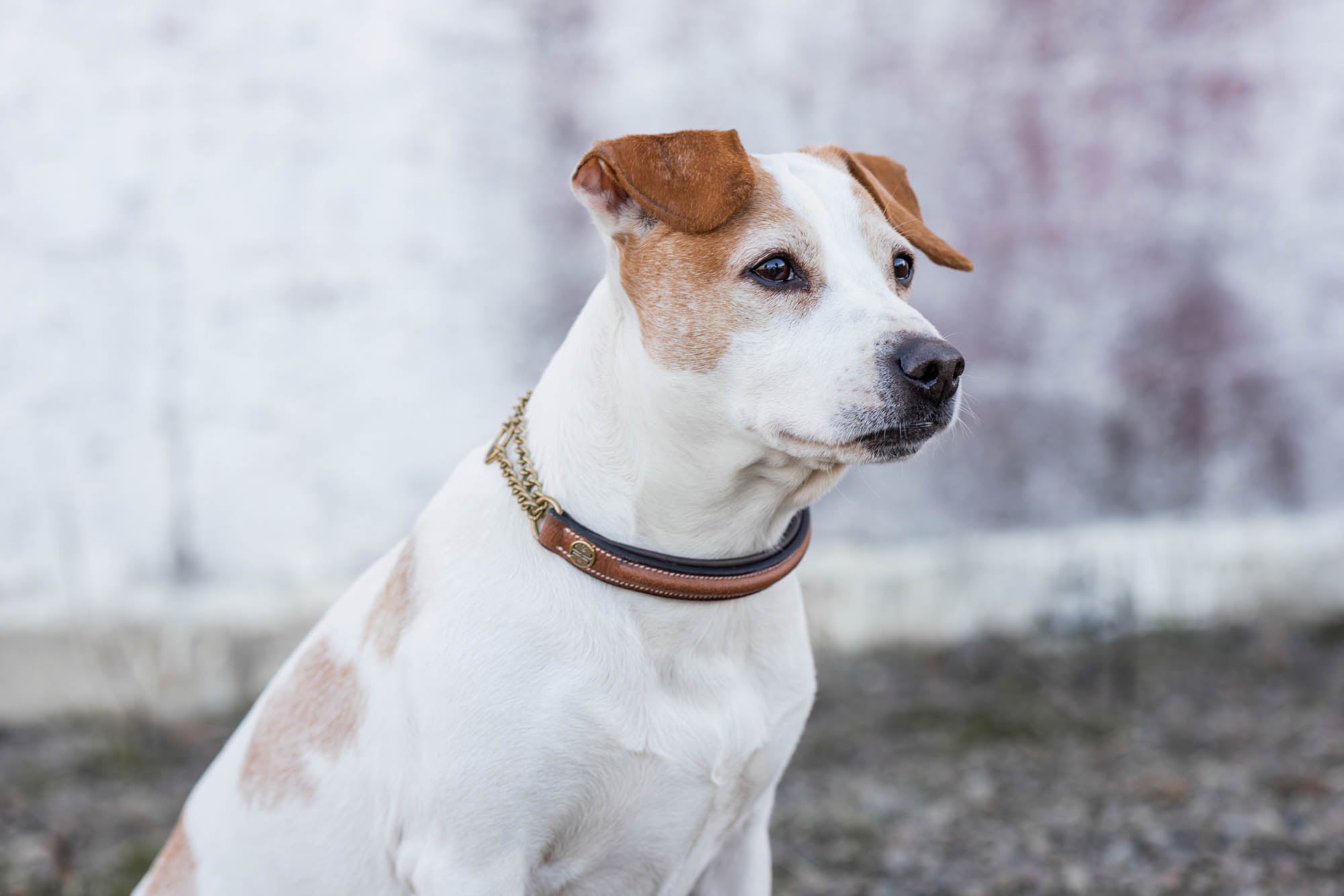 Asti Hundhalsband Halvstryp